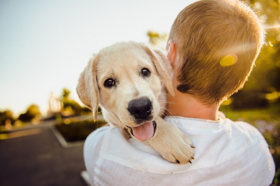 dog, adorable, animal